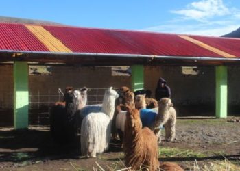 Pasco: culmina construcción de cobertizos para reducir mortalidad y morbilidad del ganado